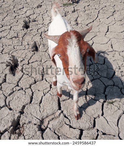 A goat white body color and brown color face, looking at camera, crack ground, goat looking at camera, sunny day,goat photo,goat, dairy animal, animal photo, animal, HD photo 