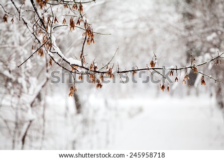 Snowing landscape in the park. Details on the branches