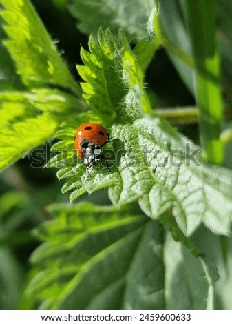 Ladybug macrophotography.  Insects World. Spring scene.  Greenery in the background.  Lady-Bug. Daylight photo. Blurry green.  Bright colours. Natural environment.  Minimalistic approach.  Amazing.