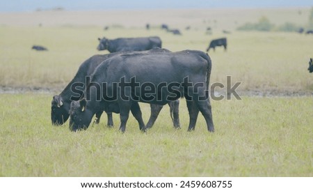 Cattle brazing in fields. Black angus cows as herd. Powerful black cow that eats grass. Selective focus.
