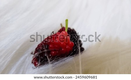 photo of very fresh purplish red young blueberries Royalty-Free Stock Photo #2459609681