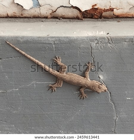 House Lizard, Raw Picture without Edit
