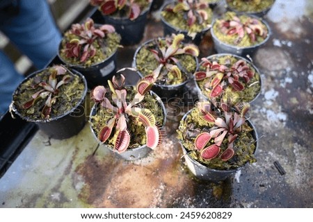 Carnivorous Plant The Venus Flytrap Selective Focus