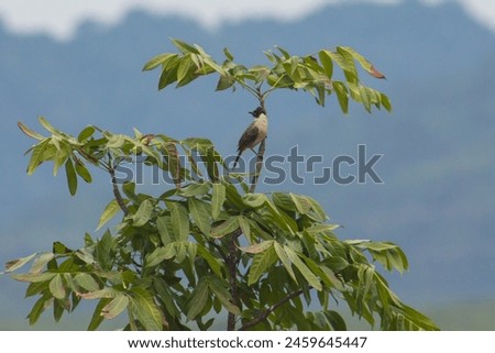 Bulbul perching on mango tree