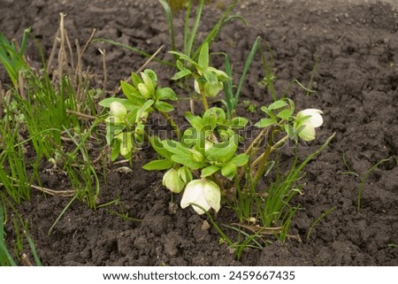 Buds and greenish white cup-shaped pendent flowers of hellebores in April Royalty-Free Stock Photo #2459667435