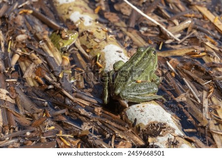 Marsh frog sits in lake and watches close-up. Green toad species of tailless amphibians of family ranidae. Single reptile of pelophylax ridibundus common in water. Portrait wet wild animal in pond. Royalty-Free Stock Photo #2459668501