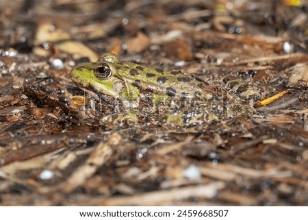 Marsh frog sits in lake and watches close-up. Green toad species of tailless amphibians of family ranidae. Single reptile of pelophylax ridibundus common in water. Portrait wet wild animal in pond. Royalty-Free Stock Photo #2459668507