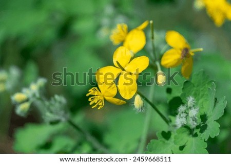 Close-up of yellow flower celandine grows in fields and meadows. Blooming medicinal chelidonium plant of the poppy family papaveraceae. Widely used in traditional medicine. Royalty-Free Stock Photo #2459668511
