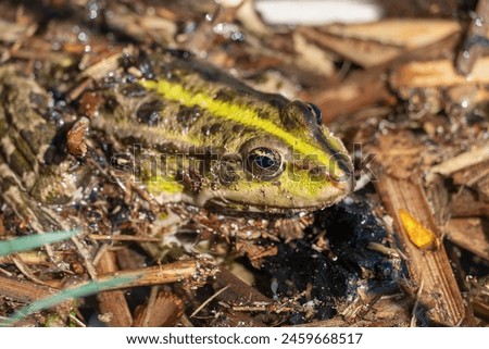 Marsh frog sits in lake and watches close-up. Green toad species of tailless amphibians of family ranidae. Single reptile of pelophylax ridibundus common in water. Portrait wet wild animal in pond. Royalty-Free Stock Photo #2459668517