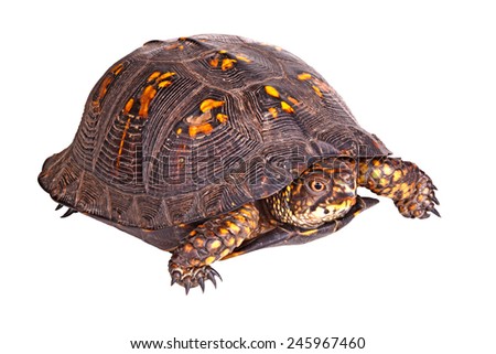 Red-eyed male of the eastern box turtle (Terrapene carolina carolina) isolated against a white background