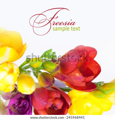 Bunch of colorful freesia flowers.