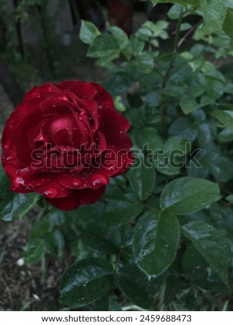Rose pictur in rainy weather. Water drops and red rose petals. Red rose photos. A red rose among green leaves. 