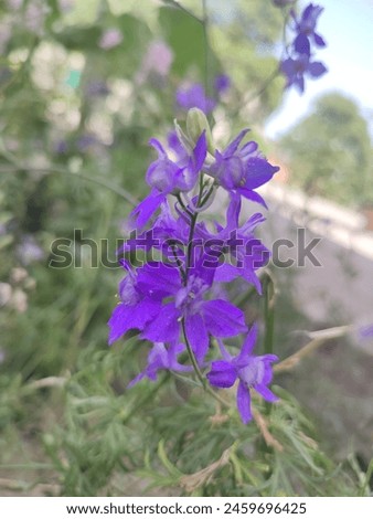 Consolida ajacis Doubtful knight's-spur rocket larkspur Consolida ambigua, Delphinium ambiguum is suitable as a cut flower or for drying. This widely-branched plant bears purple blue spurred flowers. Royalty-Free Stock Photo #2459696425