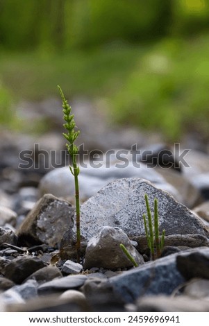 Equisetum arvense in the dry stream bed