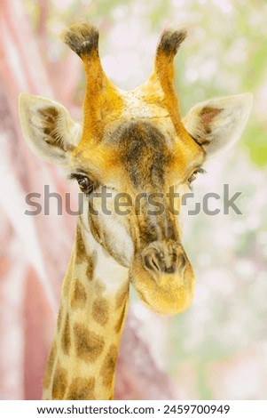 Close Up of giraffe face with blurry background.