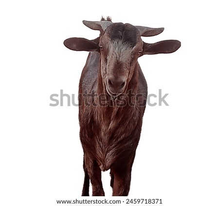 brown goat isolated on white background, brown goat, goat, goat photo, animal, animal photo, dairy animal