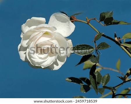 "Nature's Harmony: A Majestic Rose Embraced by the Serene Blue Sky!"
The picture shows a single white rose in full bloom against a clear blue sky. The rose has soft, white petals and green leaves.
