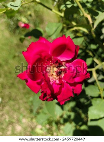 Red Rose picture. Green background and leafs.
