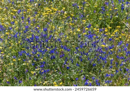 Field full of vegetation and multiple wildflowers of various colors in spring