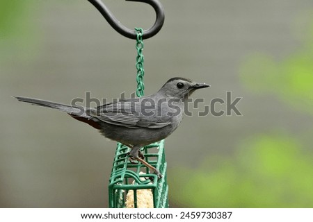 A Grey Catbird on a suet feeder