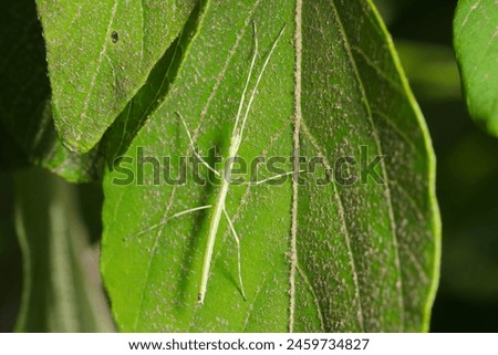 Green larva of a Stickworm (Ramulus mikado) on a big tree leaf (Natural+flash light, macro close-up photography)