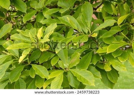 Close Up Leaves Of A Magnolia Soulangeana Tree 