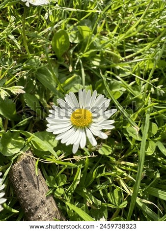 Common daisy picture in sunny day