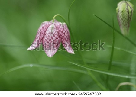 isolated fritillaria in the garden with green background