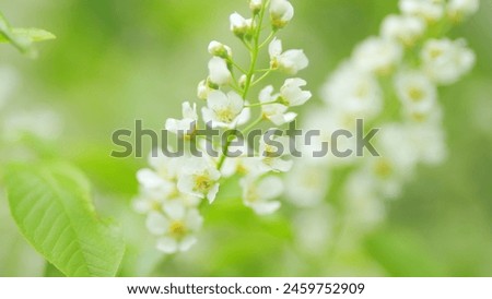 Springtime concept. Bird cherry or hackberry. Prunus padus and known as bird cherry. Slow motion. Royalty-Free Stock Photo #2459752909