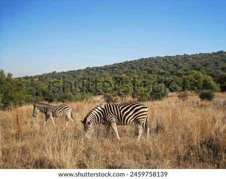 ZEBRA GRAZING IN WINTER GRASS WITH A HILL IN THE BACKGROUND AGAINST BLUE SKY IN SOUTH AFRICAN LANDSCAPE                             