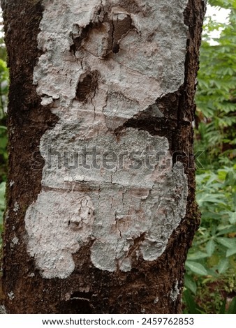 Clove trees are moldy due to the fungus Scytinostroma portentosum