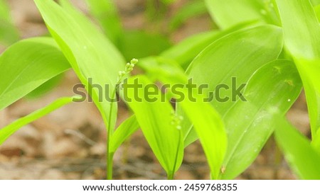 Spring in Europe. Tender wild lily of the valley on green natural background. Lily-of-the-valley in spring forest. Close up.