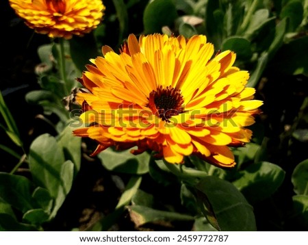 
"Calendula Fiesta Gitana" is a variety of Calendula, commonly known as marigold. "Fiesta Gitana" translates to "Gypsy Party" in Spanish, suggesting a vibrant, lively nature.