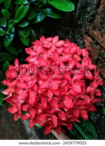 Fresh red ashoka flowers after the rain