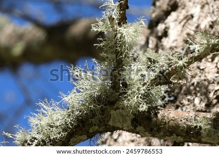 Bushy lichens growing slowly on the bark Royalty-Free Stock Photo #2459786553