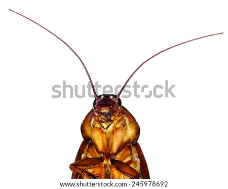 American cockroach (Periplaneta americana) isolated on a white background