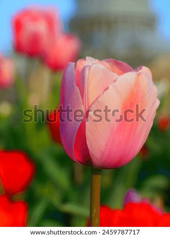 Close up of pink tulip, background Royalty-Free Stock Photo #2459787717