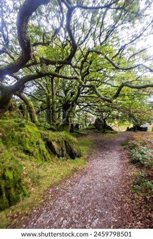 Twisted branches of Welsh oaks, overhanging a footpath in the Nant Gwynant Pass in Eryri National Park in Wales Royalty-Free Stock Photo #2459798501