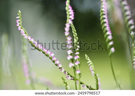 Rare North American orchid, Spiranthes sinensis, captivates with ribbon-like flower spikes. Dubbed "dragon's ginseng" for root shape, blooms around Qingming Festival, protected by CITES. Royalty-Free Stock Photo #2459798517