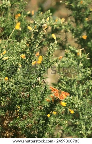 Vertical frame: Wild gorse with yellow flowers and a bright orange comma butterfly.