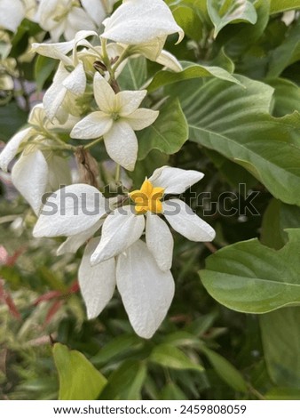 Hydrangea macrophylla is a species of flowering plant in the Hydrangeaceae family
