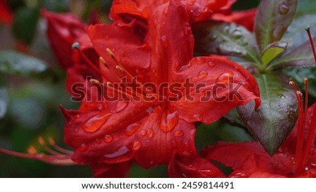 Embracing floral elegance: Soft azalea aka Hairy azalea (Rhododendron molle) just after rain. Spring season
