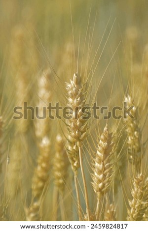 Close up of wheat in wheat field.  Wheat field picture for background.