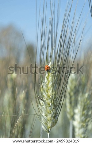 Close up of wheat in wheat field.  Wheat field picture for background.