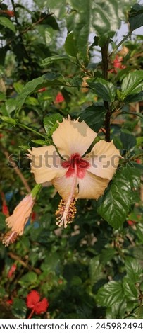 Hibiscus rosa-sinensis is a vigorous grower that prefers full sun but can tolerate light shade. It should be planted in rich, moist soil with good drainage. It is also a medicinal plant. Royalty-Free Stock Photo #2459824947