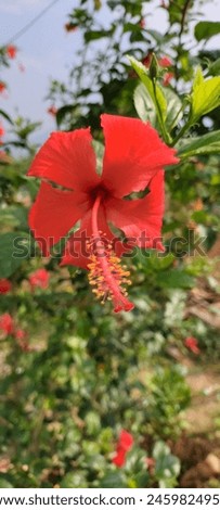 Hibiscus rosa-sinensis is a vigorous grower that prefers full sun but can tolerate light shade. It should be planted in rich, moist soil with good drainage. It is also a medicinal plant. Royalty-Free Stock Photo #2459824953