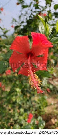 Hibiscus rosa-sinensis is a vigorous grower that prefers full sun but can tolerate light shade. It should be planted in rich, moist soil with good drainage. It is also a medicinal plant. Royalty-Free Stock Photo #2459824955