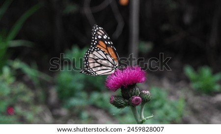 Monarch majesty: The magnificent Monarch butterfly (Danaus plexippus). The migratory butterfly. Seen at the botanical garden, spring season. Royalty-Free Stock Photo #2459828007