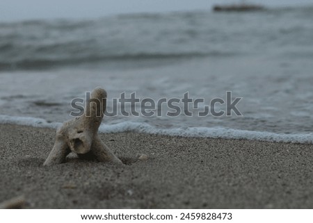This picture is of a coral in the beach sand