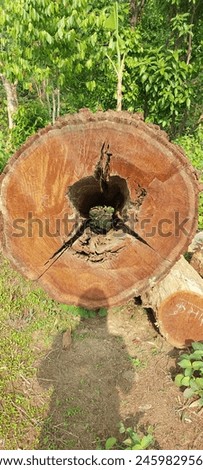Shorea robusta trees can develop hollows due to physiological stress from natural forces. These forces include: wind, fire, heat, lightning, rain, insects, bacteria, fungi, and self-pruning. Royalty-Free Stock Photo #2459829561